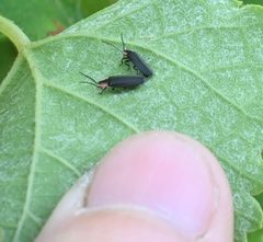 Pyropyga minuta in Arkansas by Pam Morgan. Used under a CC0 license.