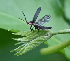Pyropyga minuta in flight by Pam Morgan. Used under a CC0 license.