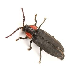 Pyropyga nigricans by Koji Shiraiwa. Used under a CC BY 4.0 license.