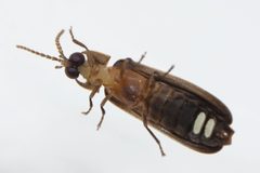 Phausis Kentucky ventral by Aggyrolemnoixytes. Used under a CC BY-SA 4.0 license.