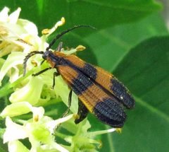 Calopteron discrepans by Jacy Lucier. Used under a CC BY-SA 4.0 license.