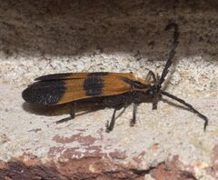 Calopteron P1200148b by 
xpda. Used under a CC BY-SA 4.0 license.