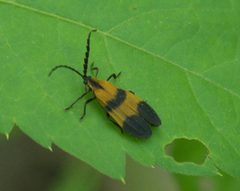 Calopteron reticulatum P1030508a by 
xpda. Used under a CC BY-SA 4.0 license.