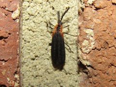 Leptoceletes basalis imported from iNaturalist photo 150008621 on 26 February 2022 by (c) jfox16, some rights reserved (CC BY). Used under a CC BY 4.0 license.