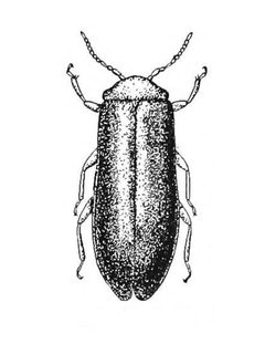 Blatchleya gracilis by Willis Blatchley (1859–1940). Used under a Public domain license.