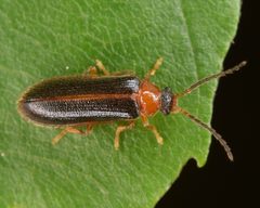 Omethes marginatus 60783688 by skitterbug. Used under a CC BY 4.0 license.