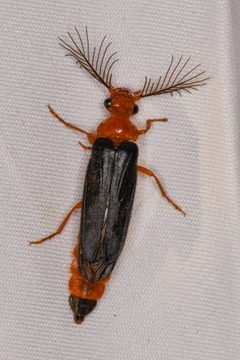 Zarhipis integripennis 190691516 by Chloe and Trevor Van Loon. Used under a CC BY 4.0 license.