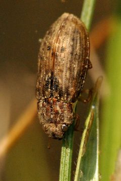 Helophorus.grandis.-.lindsey by James K. Lindsey. Used under a CC BY-SA 3.0 license.