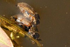 Helophorus.grandis3.-.lindsey by James K. Lindsey. Used under a CC BY-SA 3.0 license.