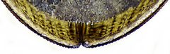 Helophorus grandis apex under by Siga. Used under a CC0 license.