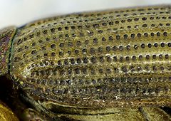 Helophorus grandis elytra detail by Siga. Used under a CC BY-SA 3.0 license.