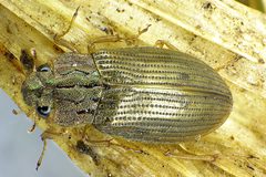 Helophorus grandis up by Siga. Used under a CC BY-SA 3.0 license.