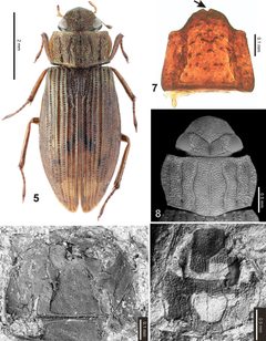 Helophorus sibiricus by Martin Fikáček. Used under a CC BY 3.0 license.