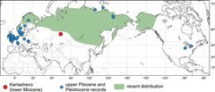 Helophorus sibiricus distribution by Martin Fikáček. Used under a CC BY 3.0 license.