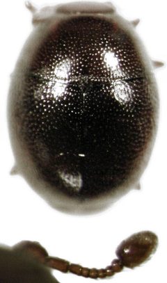 Acritus nigricornis-2- by S.E. Thorpe. Used under a Public domain license.