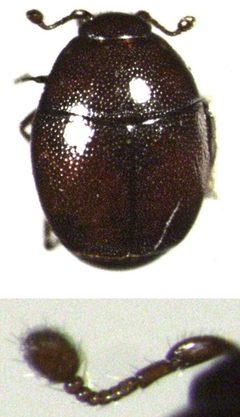 Acritus nigricornis by S.E. Thorpe. Used under a CC0 license.