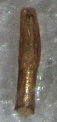 Acritus nigricornis aedeagus by S.E. Thorpe. Used under a Public domain license.