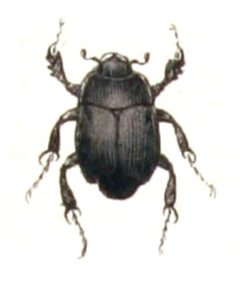 Dendrophilus.punctatus.-.calwer.17.06 by Emil Hochdanz
. Used under a Public domain license.