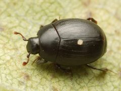 Dendrophilus punctatus 01 by AfroBrazilian. Used under a CC BY-SA 4.0 license.