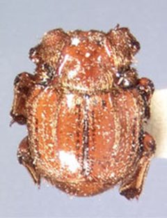Haeterius tristriatus by Michael S. Caterino. Used under a CC BY-SA 3.0 license.