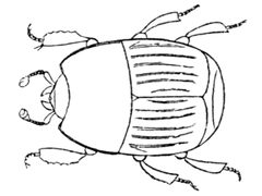 Phelister subrotundus - Print - Iconographia Zoologica - Special Collections University of Amsterdam - UBAINV0274 017 02 0013 by wikipedia. Used under a Public domain license.