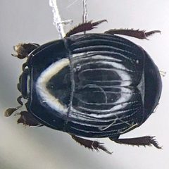 Atholus sedecimstriatus by Nick Bédard. Used under a CC0 license.