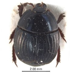 Atholus sedecimstriatus 2 by CBG Photography Group, Centre for Biodiversity Genomics. Used under a CC BY 3.0 license.
