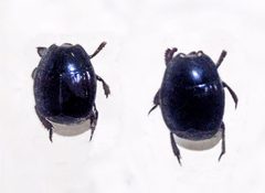 Histeridae - Margarinotus brunneus by Hectonichus. Used under a CC BY-SA 3.0 license.