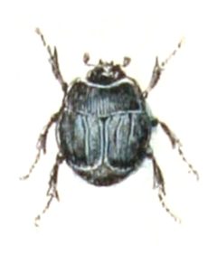 Margarinotus.brunneus.-.calwer.17.03 by Emil Hochdanz
. Used under a Public domain license.