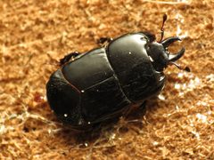 Clown Beetle - Flickr - treegrow by Katja Schulz from Washington, D. C., USA. Used under a CC BY 2.0 license.