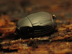 Hister Beetle - Flickr - treegrow by Katja Schulz from Washington, D. C., USA. Used under a CC BY 2.0 license.