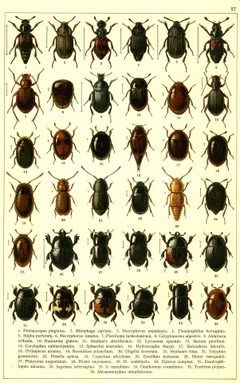 Georgiy Jacobson - Beetles Russia and Western Europe - plate 17 by see in description. Used under a Public domain license.