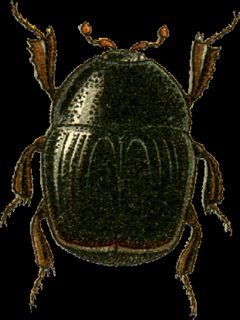 Gnathoncus rotundatus Jacobson by Georgiy Jacobson. Used under a Public domain license.
