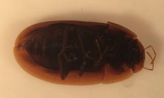 Helobata larvalis 1 by Fredlyfish4. Used under a CC BY-SA 4.0 license.