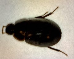 Helochares maculicollis 1 by Fredlyfish4. Used under a CC BY-SA 3.0 license.