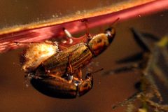 Helochares.punctatus.-.lindsey by James K. Lindsey. Used under a CC BY-SA 3.0 license.