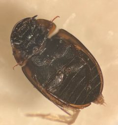Anacaena limbata 214701719 by Matthew Pintar. Used under a CC BY 4.0 license.