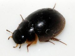 Anacaena-lutescens-01-fws by Francisco Welter-Schultes. Used under a CC0 license.