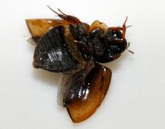 Anacaena-lutescens-04-fws by Francisco Welter-Schultes. Used under a CC0 license.