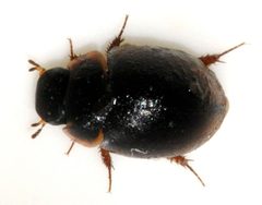 Anacaena-lutescens-07-fws by Francisco Welter-Schultes. Used under a CC0 license.