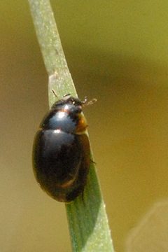 Anacaena.lutescens.-.lindsey by James K. Lindsey. Used under a CC BY-SA 3.0 license.