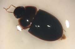 Enochrus consortus by Matthew Pintar. Used under a CC BY 4.0 license.