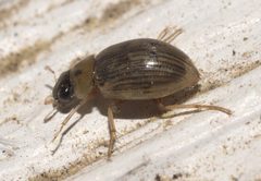 Berosus aculeatus - inat 81857784 by {{{name}}}. Used under a CC BY-SA 4.0 license.