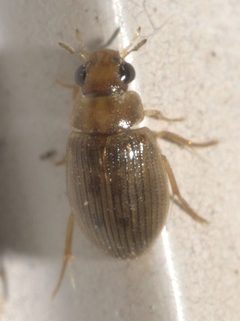 Berosus exiguus - inat 81860335 by {{{name}}}. Used under a CC BY-SA 4.0 license.
