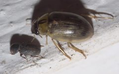 Berosus infuscatus - inat 56832024 by {{{name}}}. Used under a CC BY-SA 4.0 license.