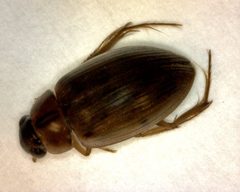 Berosus infuscatus 1 by Fredlyfish4. Used under a CC BY-SA 3.0 license.