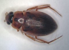Berosus infuscatus 4 by Fredlyfish4. Used under a CC BY-SA 3.0 license.