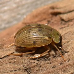 Berosus peregrinus - inat 245969090 by {{{name}}}. Used under a CC BY-SA 4.0 license.