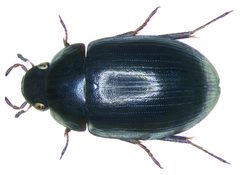 Hydrobius fuscipes by Udo Schmidt from Deutschland. Used under a CC BY-SA 2.0 license.