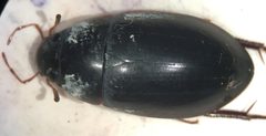 Hydrobiomorpha casta 2 by Fredlyfish4. Used under a CC BY-SA 4.0 license.
